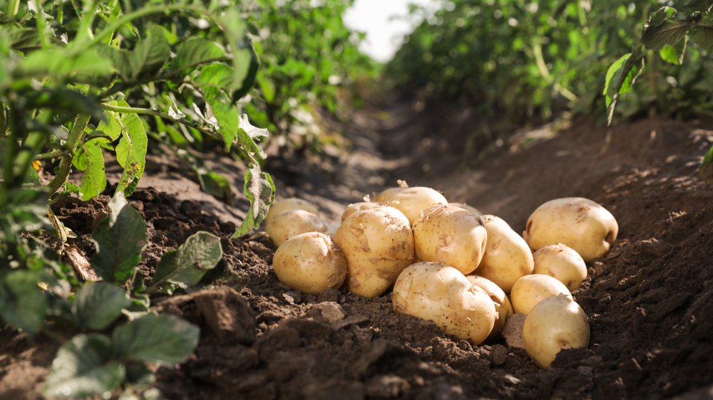 Potatoes for dark circles